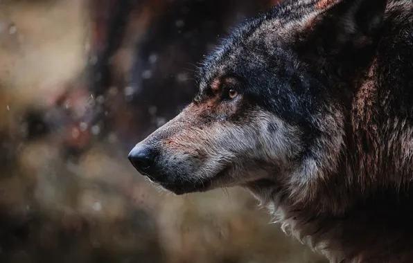 Look, face, grey, wolf, profile, bokeh