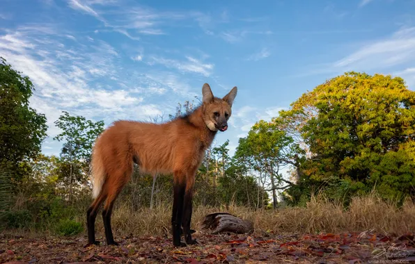 Trees, one, predator, blue sky, The maned wolf, Alexander Sanin
