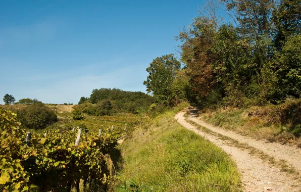 Picture Path, Autumn, Nature, Track, Autumn, Path