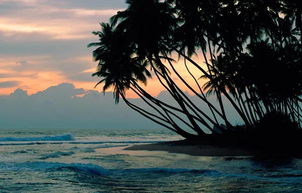 Sea, sunset, clouds, palm trees, the evening, surf