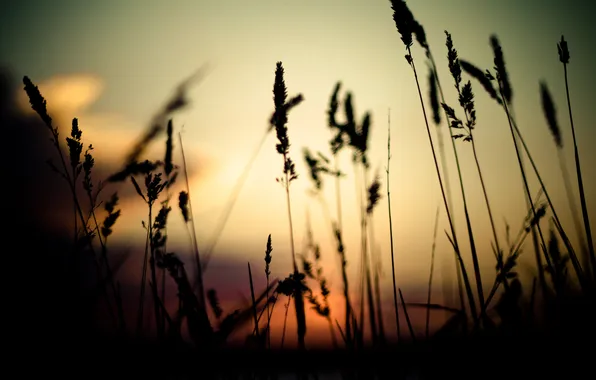 Grass, sunset, nature, sprouts, the evening, shadows, nature