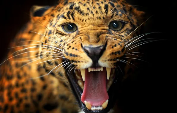 Predator, leopard, fangs, wild cats, big cat, closeup