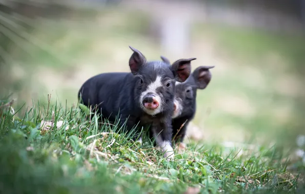 Grass, light, nature, boar, kids, a couple, cubs, pigs