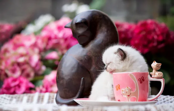 Cat, flowers, pose, kitty, small, garden, small, Cup