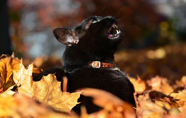 Autumn, cat, cat, look, nature, pose, foliage, black