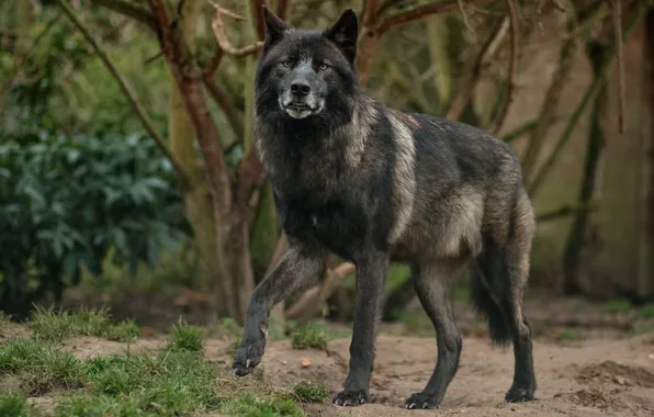 Nature, face, animal, wolf, wildlife, head, fur, mammal