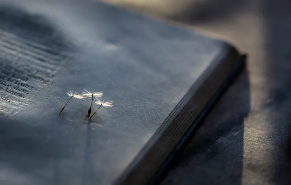 Wallpaper dandelion, background, book