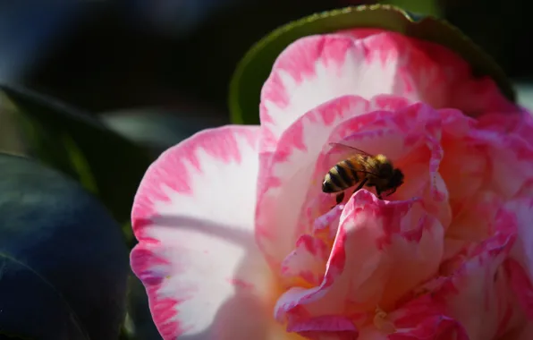 Flower, leaves, macro, the dark background, bee, pink, petals, insect