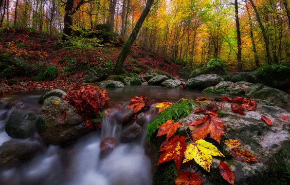 Autumn, forest, leaves, trees, landscape, nature, stream, stones