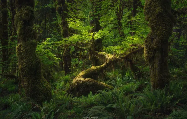 Greens, forest, trees, nature, ferns