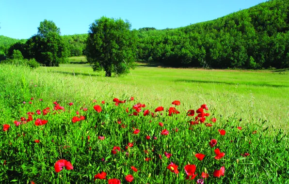 Picture field, forest, nature, Maki, Montesinho Natural Park