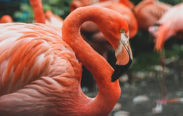 Birds, bird, pack, profile, Flamingo, bokeh, pink flamingos
