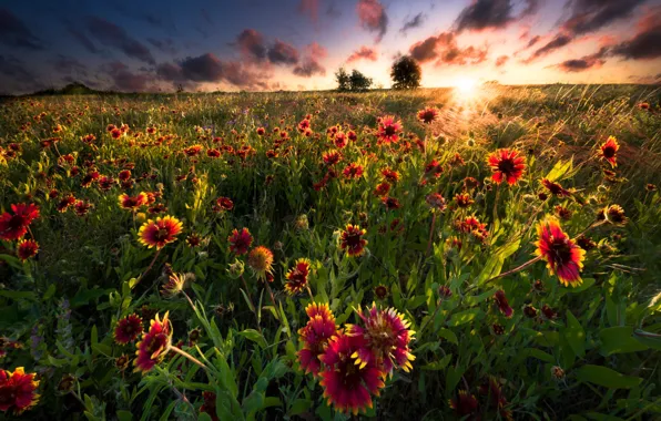 Field, summer, the sun, rays, flowers, meadow, gaylardiya