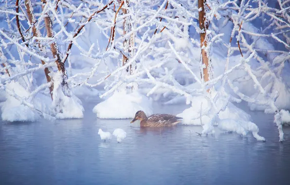 Picture winter, water, snow, trees, branches, bird, duck