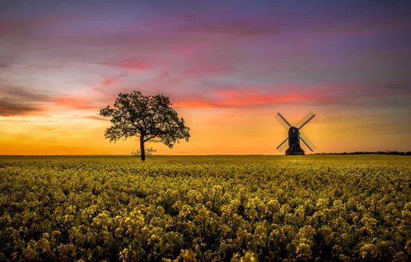 Tree, windmill, rapeseed field