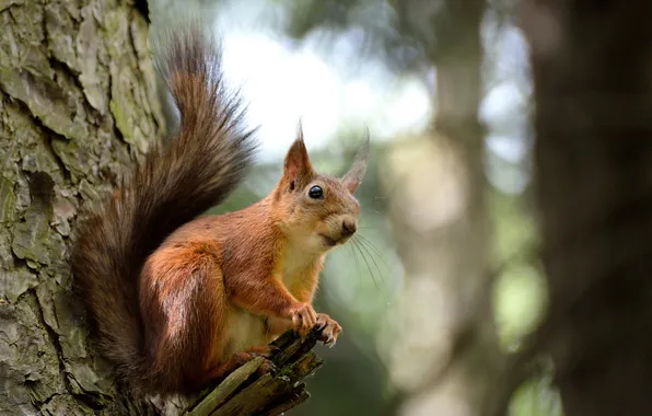 Picture nature, tree, animal, protein, trunk, rodent