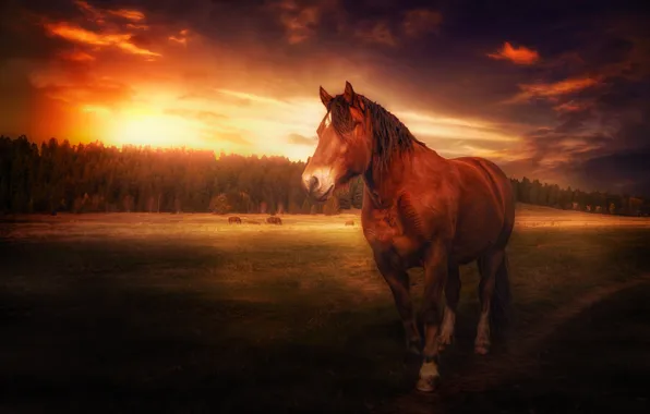 Nature, background, horse