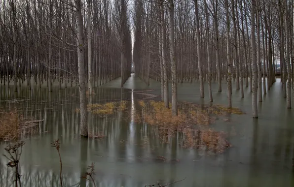 Picture forest, trees, spring, flood