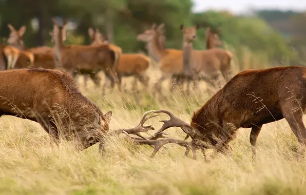 Autumn, fight, fight, pair, horns, deer, fight, the fight