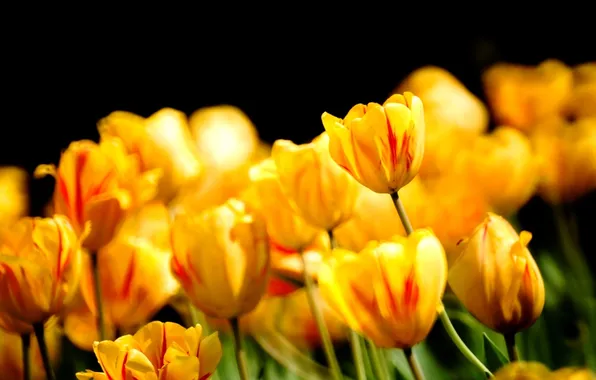 Flowers, nature, spring, petals, tulips, buds