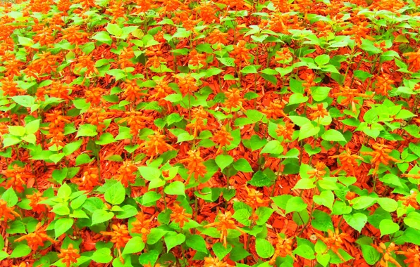 Leaves, flowers, red, green, flowerbed