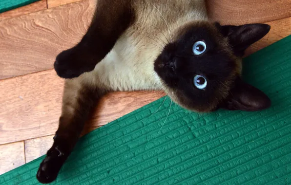 Picture cat, eyes, cat, look, pose, green, paw, blue