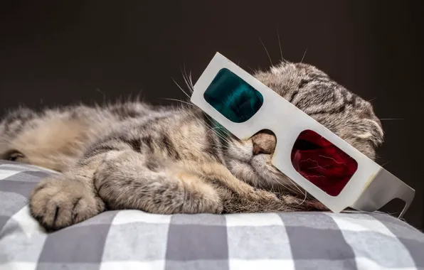 Cat, cat, face, blue, red, pose, grey, background