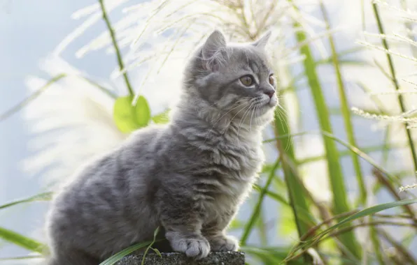 Kitty, background, cute