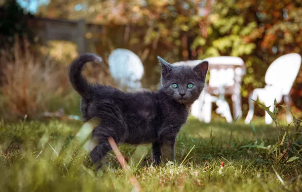 Picture cat, summer, grass, look, nature, pose, table, grey