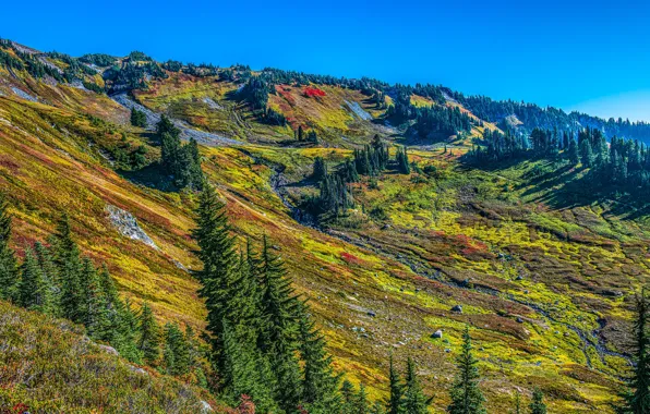 Forest, the sun, trees, mountains, hills, Washington, USA, Mount Rainier National Park