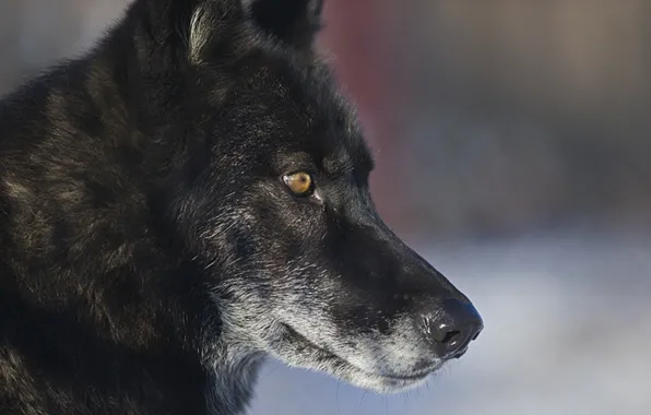Nature, predator, animal, wolf, wildlife, portrait, portrait., Canis lupus. face