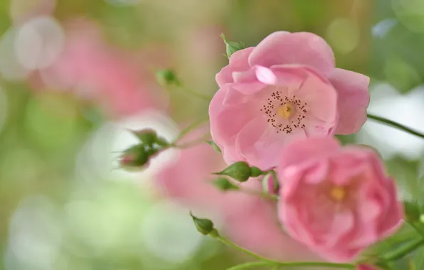 Macro, pink, rose, petals, bokeh, buds
