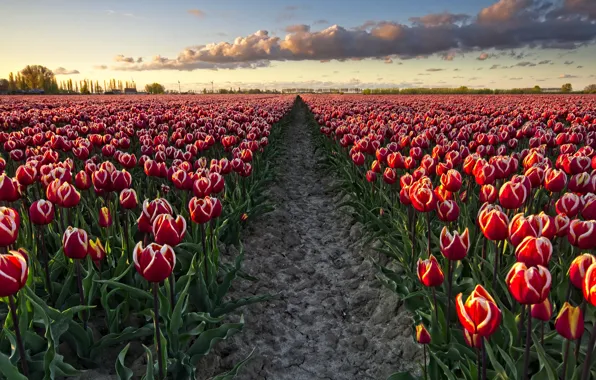 Field, the sky, clouds, flowers, bright, spring, horizon, tulips