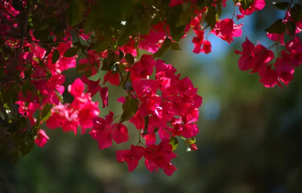 Leaves, light, flowers, branches, bright, red, pink, flowering