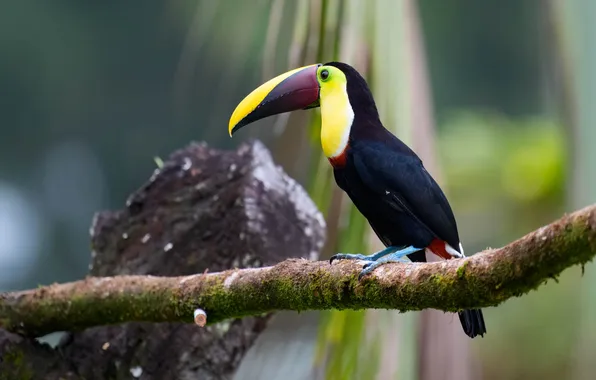 Bird, stone, branch, Toucan, bokeh