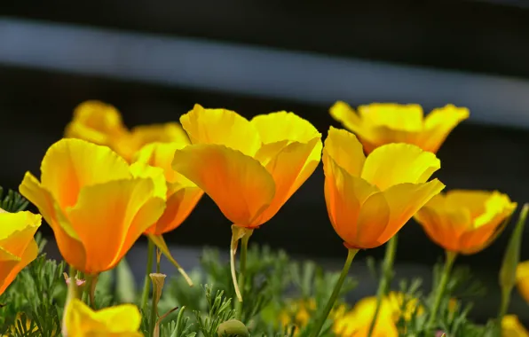 Spring, Spring, Yellow poppies, Escholzia, California poppy