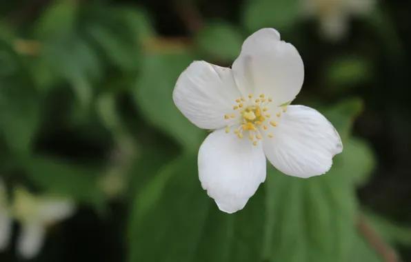 White, bright, Jasmine, yellow