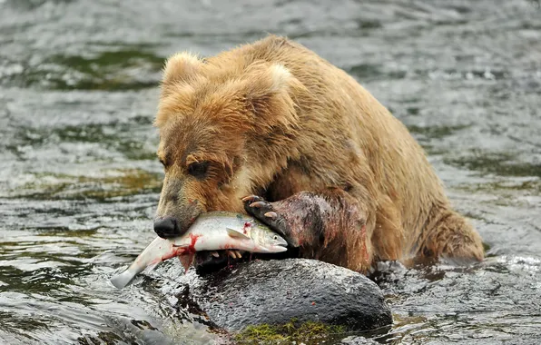 Picture river, fish, bear