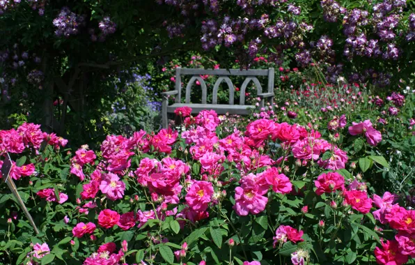 Bench, England, roses, garden, Devon, England, Rosemoor Gardens