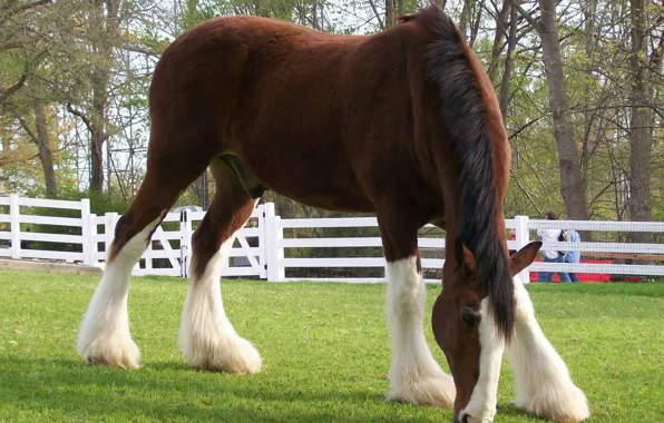 Picture summer, grass, horse, hooves