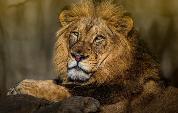 Look, face, cats, nature, portrait, Leo, king, lies