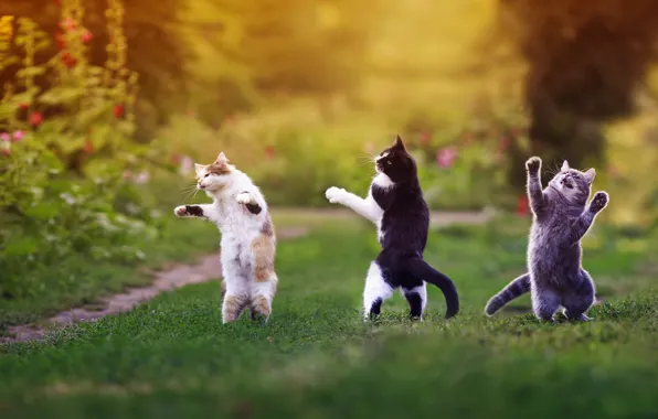 Summer, cats, glade, cats, dancing, stand, the buzz, party