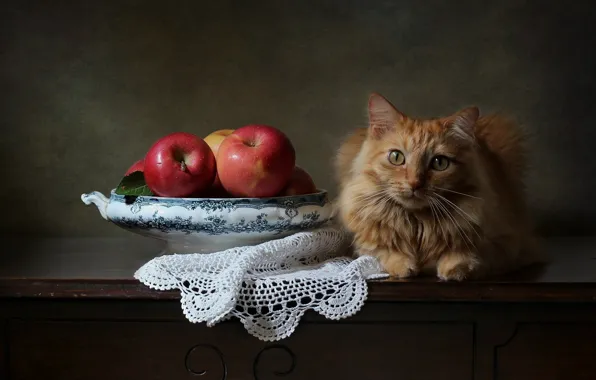 Cat, look, background, apples, red, napkin, cat
