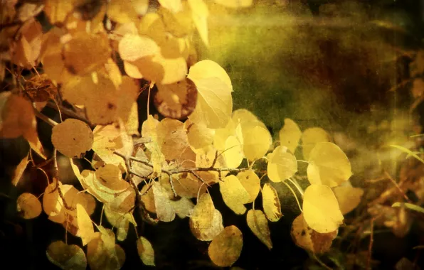 Picture autumn, leaves, style, background