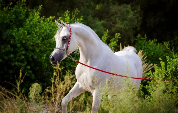 White, horse, horse, stallion, grace, Arab