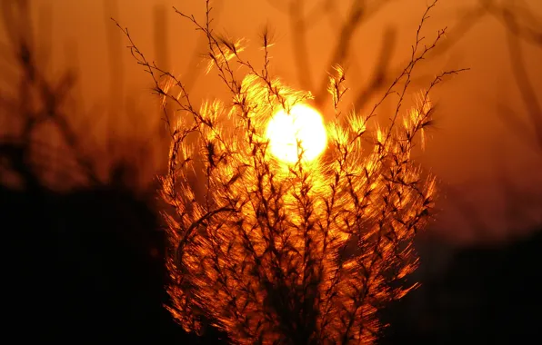 The sky, the sun, macro, sunset, plant