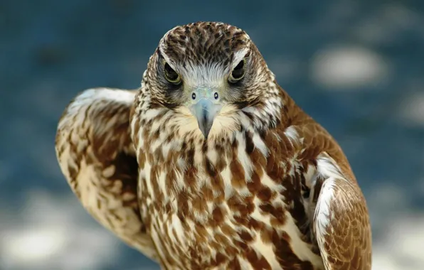 Picture look, beak, Eagle