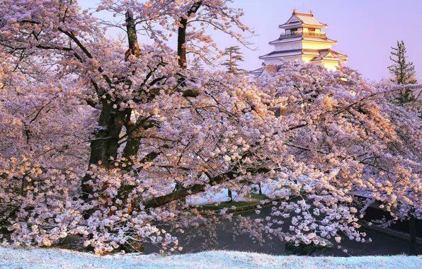 Picture branches, Park, castle, Japan, Sakura, Japan, flowering, Fukushima