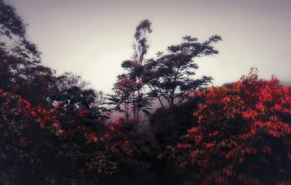 Picture nature, background, color