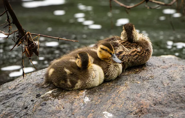 Birds, stone, duck, trio, ducklings, Chicks, pond